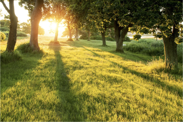 Sunlit meadow with trees and long golden shadows
